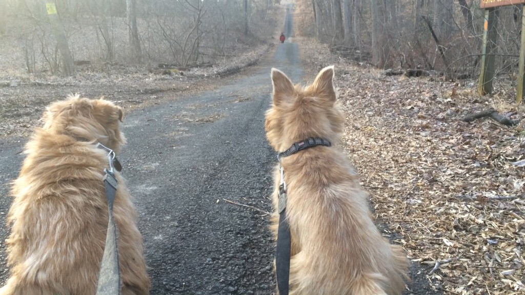 norfolk terriers hank and ernie waiting patiently