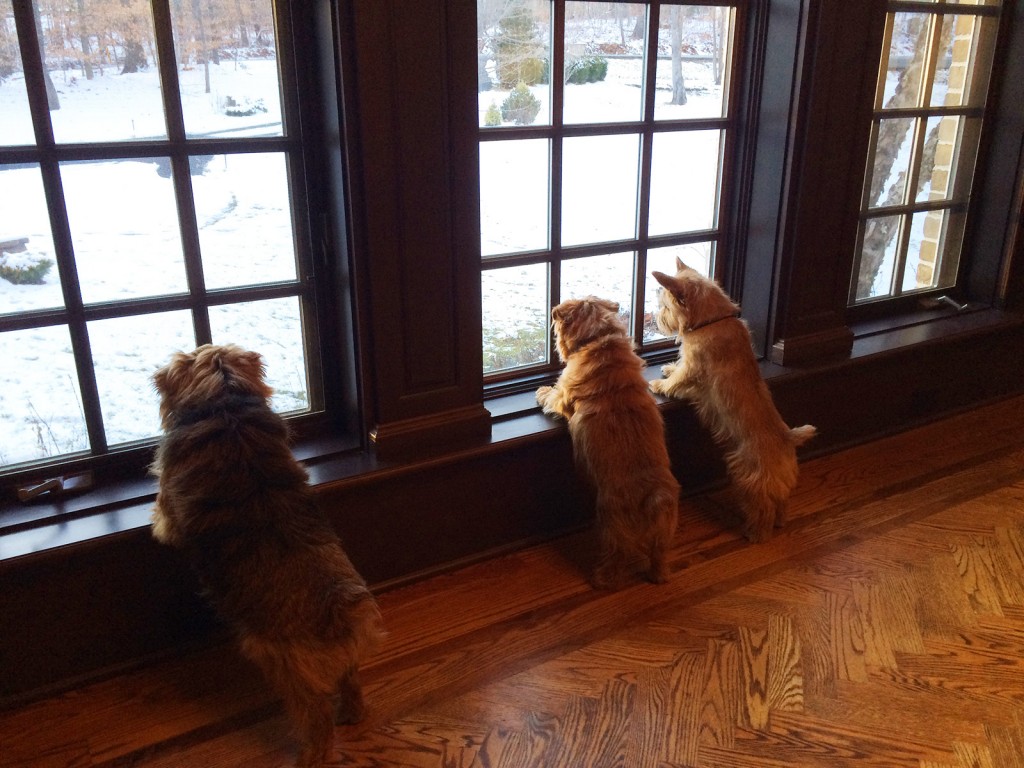 norfolk terriers stare out the window at snow