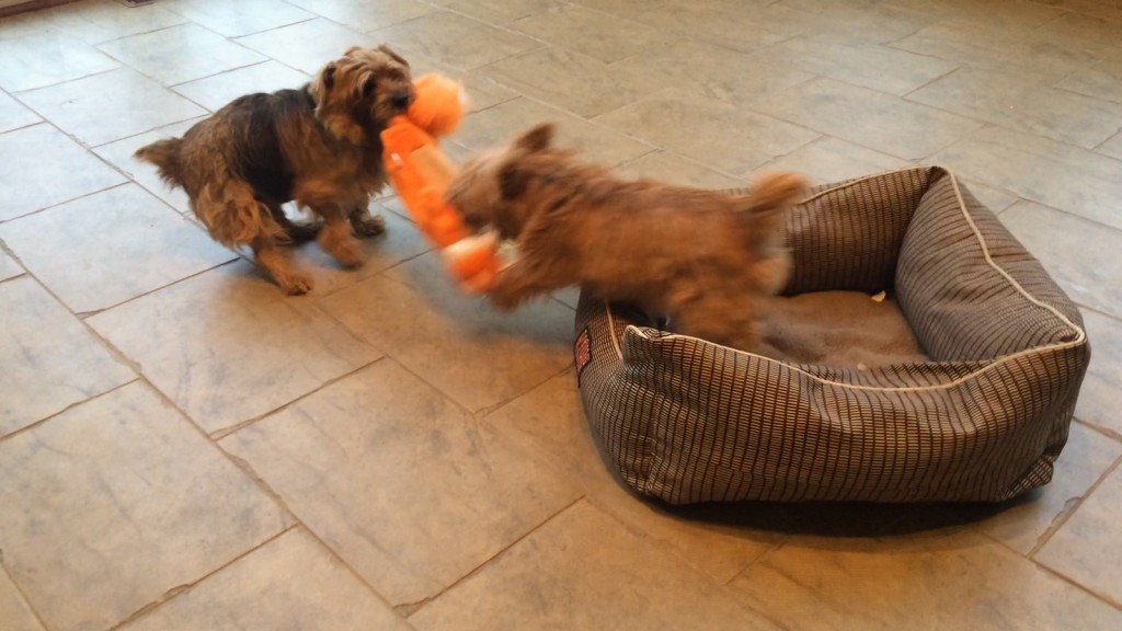 norfolk terriers otto and ernie battle over orange toy