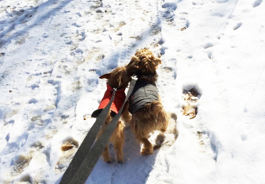 norfolk terriers ernie and otto