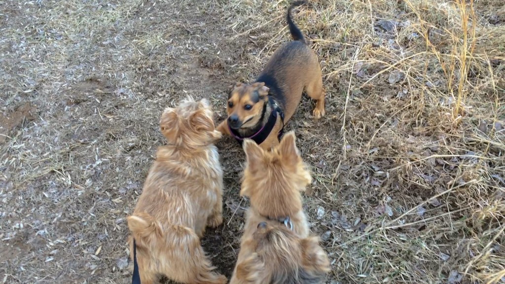 norfolk terriers hank and ernie take on a frisky dog