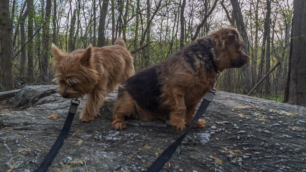 norfolk terriers otto and ernie at great falls park