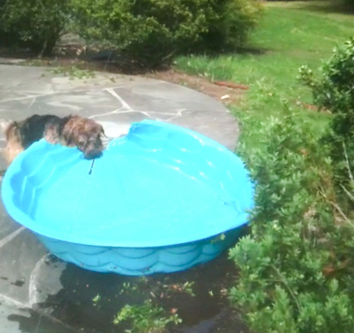 norfolk terrier otto destroys a small pool