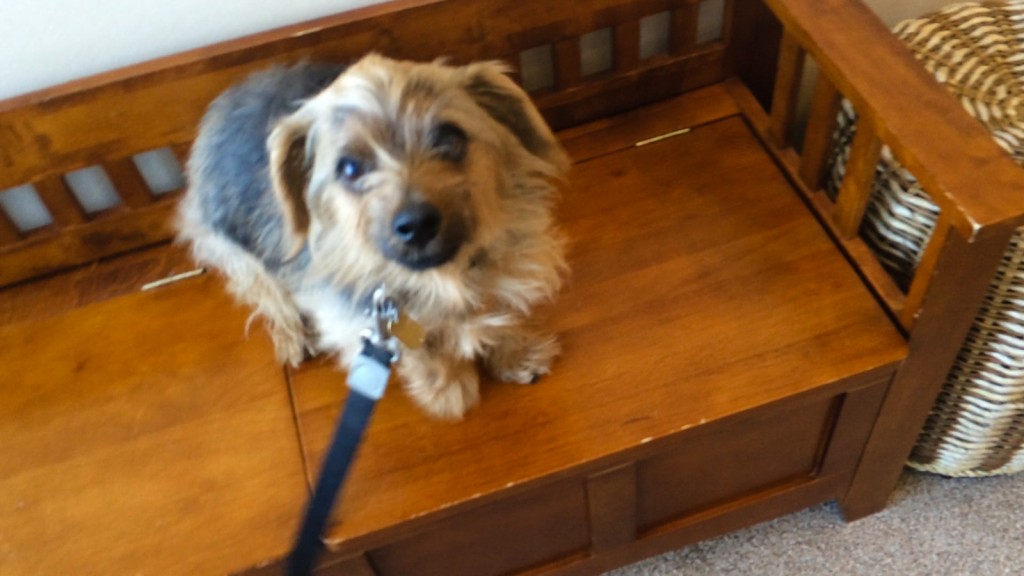 norfolk terrier otto in the hope center waiting area