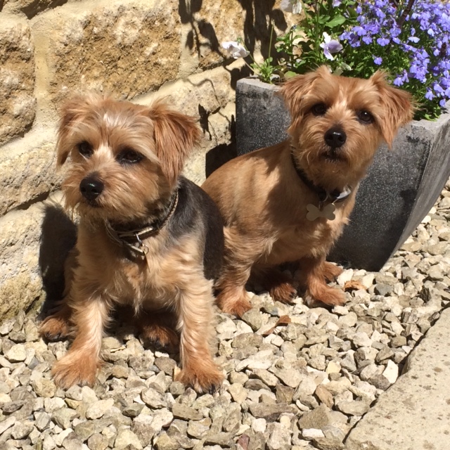 norfolk terriers poppy and daisy