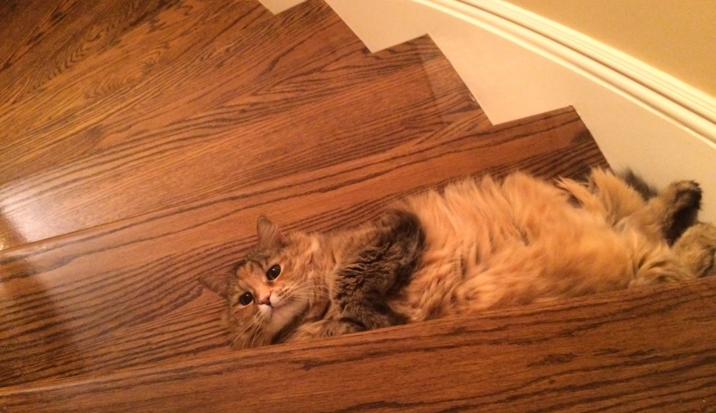 shania the cat resting on the stairs