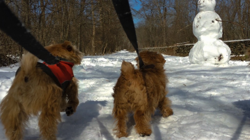 norfolk terriers ernie and hank encounter snow creature